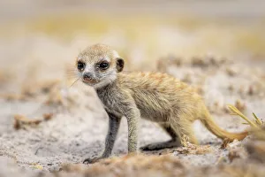 Meerkat baby, Makgadikgadi Salt Pans, Botswana
