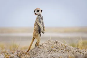 Kalahari Prints: Meerkat baby, Makgadikgadi Salt Pans, Botswana