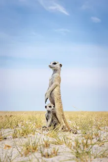 Kalahari Prints: Meerkat with baby, Makgadikgadi Salt Pans, Botswana