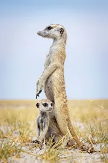 Kalahari Prints: Meerkat with baby, Makgadikgadi Salt Pans, Botswana