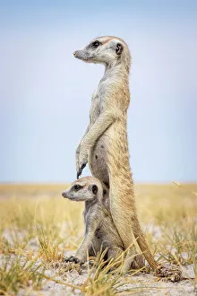 Kalahari Prints: Meerkat with baby, Makgadikgadi Salt Pans, Botswana