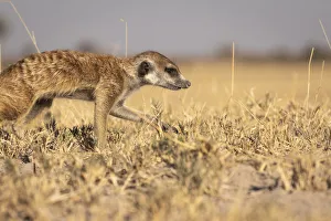 Meerkats Prints: Meerkat, Makgadikgadi Salt Pans, Botswana