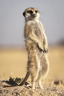 Images Dated 17th June 2020: Meerkat, Makgadikgadi Salt Pans, Botswana