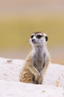 Kalahari Prints: Meerkat, Makgadikgadi Salt Pans, Botswana