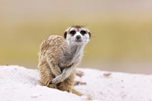 Kalahari Prints: Meerkat, Makgadikgadi Salt Pans, Botswana