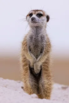 Kalahari Prints: Meerkat, Makgadikgadi Salt Pans, Botswana