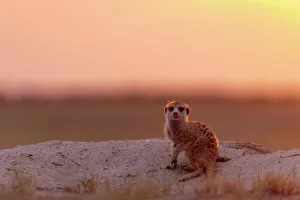 Kalahari Prints: Meerkat in orange light, Makgadikgadi Salt Pans, Botswana