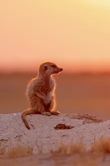 Kalahari Prints: Meerkat in orange light, Makgadikgadi Salt Pans, Botswana