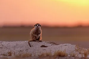 Kalahari Prints: Meerkat in orange light, Makgadikgadi Salt Pans, Botswana