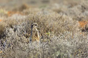 Suricate Prints: Meerkat, Oudtshoorn, Western Cape, South Africa