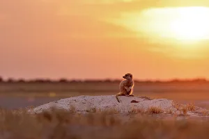 Kalahari Prints: Meerkat at sunset, Makgadikgadi Salt Pans, Botswana