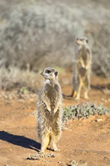 Meerkats Prints: Meerkats, Oudtshoorn, Western Cape, South Africa