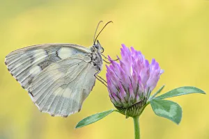 Melanargia galathea, Casareggio, Liguria, Vobbia, Italy