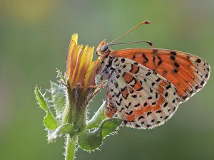 Natura Prints: Melitaea didyma, butterfly, Liguria. Italy