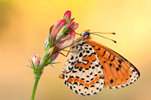 Melitaea didyma, piedmont, salata, italy