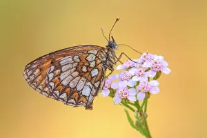 Insects Prints: Melitaea nevadensis, Como province, Lombardy, Italy