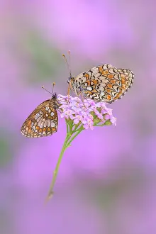 Insects Prints: Melitaea nevadensis and Melitaea phoebe (Knapweed fritillary)