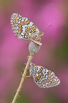 Insects Prints: Melitaea phoebe (Knapweed fritillary), Como province, Lombardy, Italy