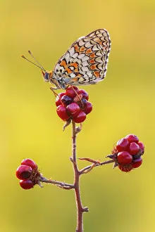 Insects Prints: Melitaea phoebe (Knapweed fritillary), Como province, Lombardy, Italy