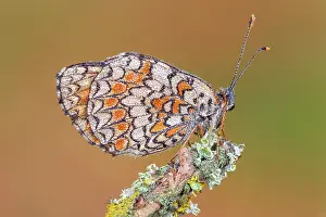 Insects Prints: Melitaea phoebe (Knapweed fritillary), Como province, Lombardy, Italy