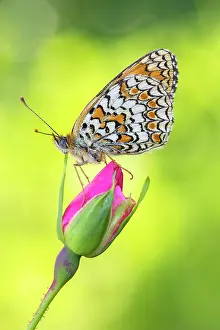 Insects Prints: Melitaea phoebe (Knapweed fritillary), Como province, Lombardy, Italy