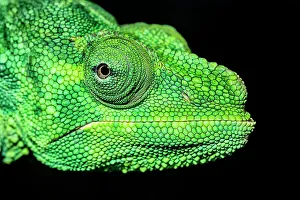 Lizards Prints: Meller's Chameleon (Chamaeleo melleri) - captive