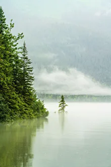 Temperate Rain Forest Ecosystem Prints: Mendenhall Lake, Juneau, Alaska, USA
