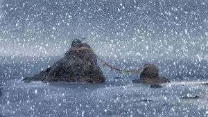 Japan Gallery: Meoto Iwa (Wedded Rocks) in the rain, Futami, Mie prefecture, Japan