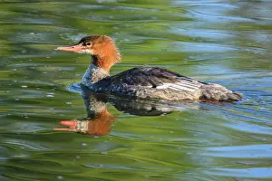 Fresh Water Prints: Merganser (common) Mergus merganser), Greater Sudbury. Fielding Park, Ontario, Canada