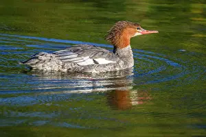 Fresh Water Prints: Merganser (common) Mergus merganser), Greater Sudbury. Fielding Park, Ontario, Canada