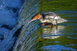 Fresh Water Prints: Merganser (common) Mergus merganser), Greater Sudbury. Fielding Park, Ontario, Canada