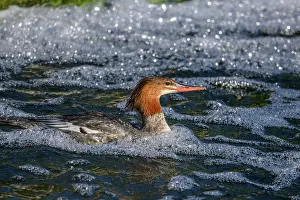 Fresh Water Prints: Merganser (common) Mergus merganser), Greater Sudbury. Fielding Park, Ontario, Canada