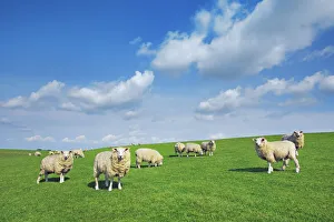 Merino sheep flock - Germany, Schleswig-Holstein, North Frisia, Nordsee-Treene
