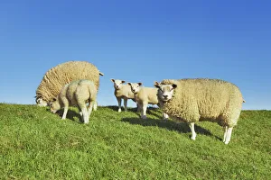 De Cocksdorp Prints: Merino sheep flock - Netherlands, North Holland, Texel, De Cocksdorp - West Frisian