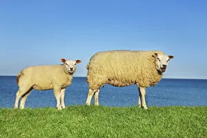 De Cocksdorp Prints: Merino sheep mother and lamb - Netherlands, North Holland, Texel
