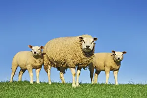 Trio Prints: Merino sheep mother and lambs - Netherlands, North Holland, Texel