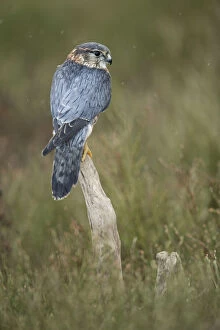 Images Dated 14th January 2021: Merlin (Falco columarius), England