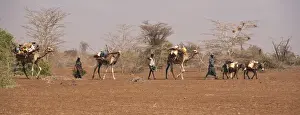 Development Prints: Merti, Northern Kenya. A nomadic Somali family migrates to find new grazing in drought