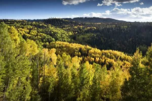 Mesa County In Western Colorado, Aspen Trees Changing Colors In Autumn, Grand Mesa