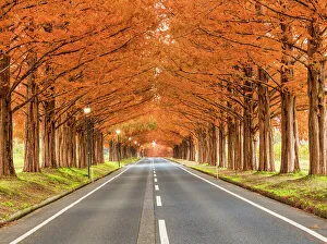 Roadway Prints: Metasequoia Tree Avenue in Autumn, Takashima City, Shiga Prefecture, Japan