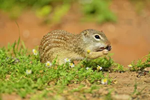 Rodents Prints: Mexican ground squirrel (Ictidomys mexicanus), Rio Grande City, Texas, USA