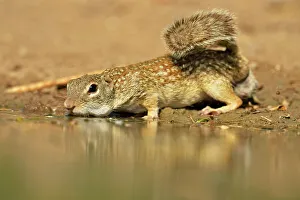 Q3 2024 Prints: Mexican ground squirrel (Ictidomys mexicanus), Rio Grande City, Texas, USA