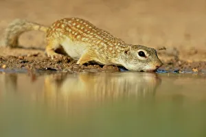 Q3 2024 Prints: Mexican ground squirrel (Ictidomys mexicanus), Rio Grande City, Texas, USA