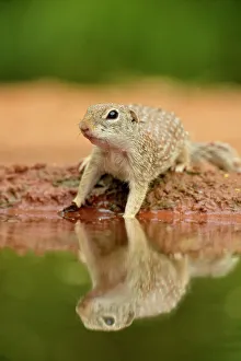 Q3 2024 Prints: Mexican Ground Squirrel (Spermophilus mexicanus), Rio Grande City, Texas, USA