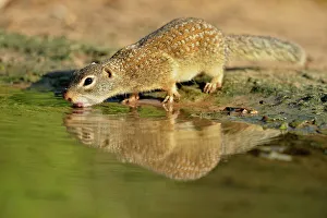 Q3 2024 Prints: Mexican Ground Squirrel (Spermophilus mexicanus), Rio Grande City, Texas, USA