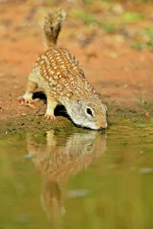 Q3 2024 Prints: Mexican Ground Squirrel (Spermophilus mexicanus), Rio Grande City, Texas, USA