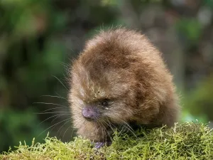 Rodents Prints: Mexican Hairy Dwarf Porcupine (Coendou mexicanus)