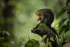 Mexican hairy dwarf porcupine (Coendou mexicanus) in primary rainforest