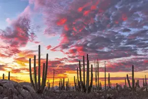 Baja California Prints: Mexico, Baja California, Cactus forest near Catavinia