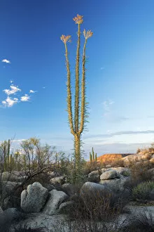 Mexico, Baja California, Catavinia, Cirios cactus